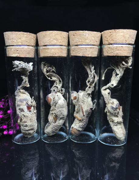 Zombie Fungus — Travels and Curiosities | Curious Travel